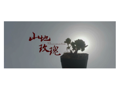 《山地玫瑰》：母亲节温情讲述