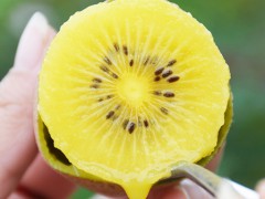 十八洞黄金奇异果 PP视频《寻味中国》深入湘西探访果中之王